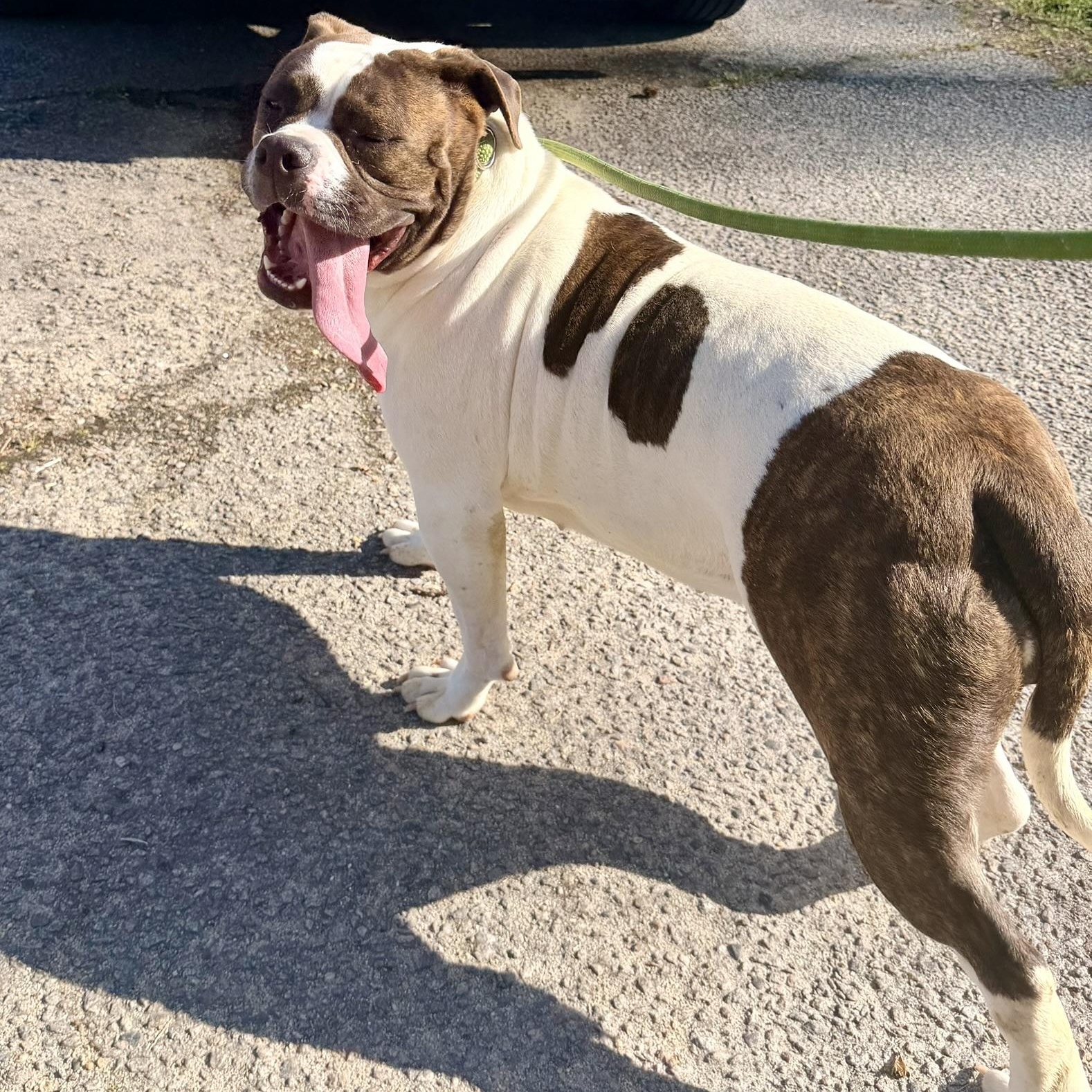 Enlarge Dumpling, an adopted American Bulldog in Petersburg, VA image 1/6