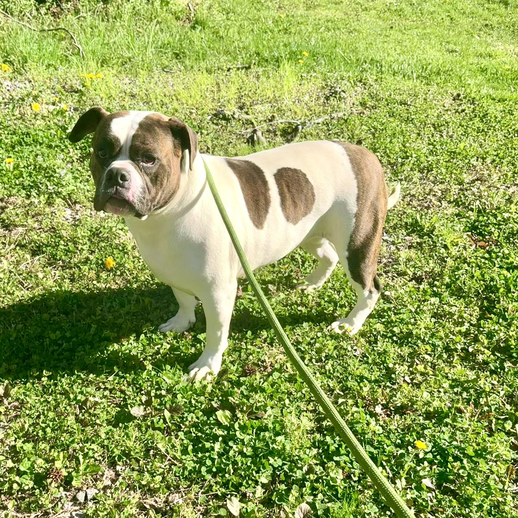 Enlarge Dumpling, an adopted American Bulldog in Petersburg, VA image 2/6