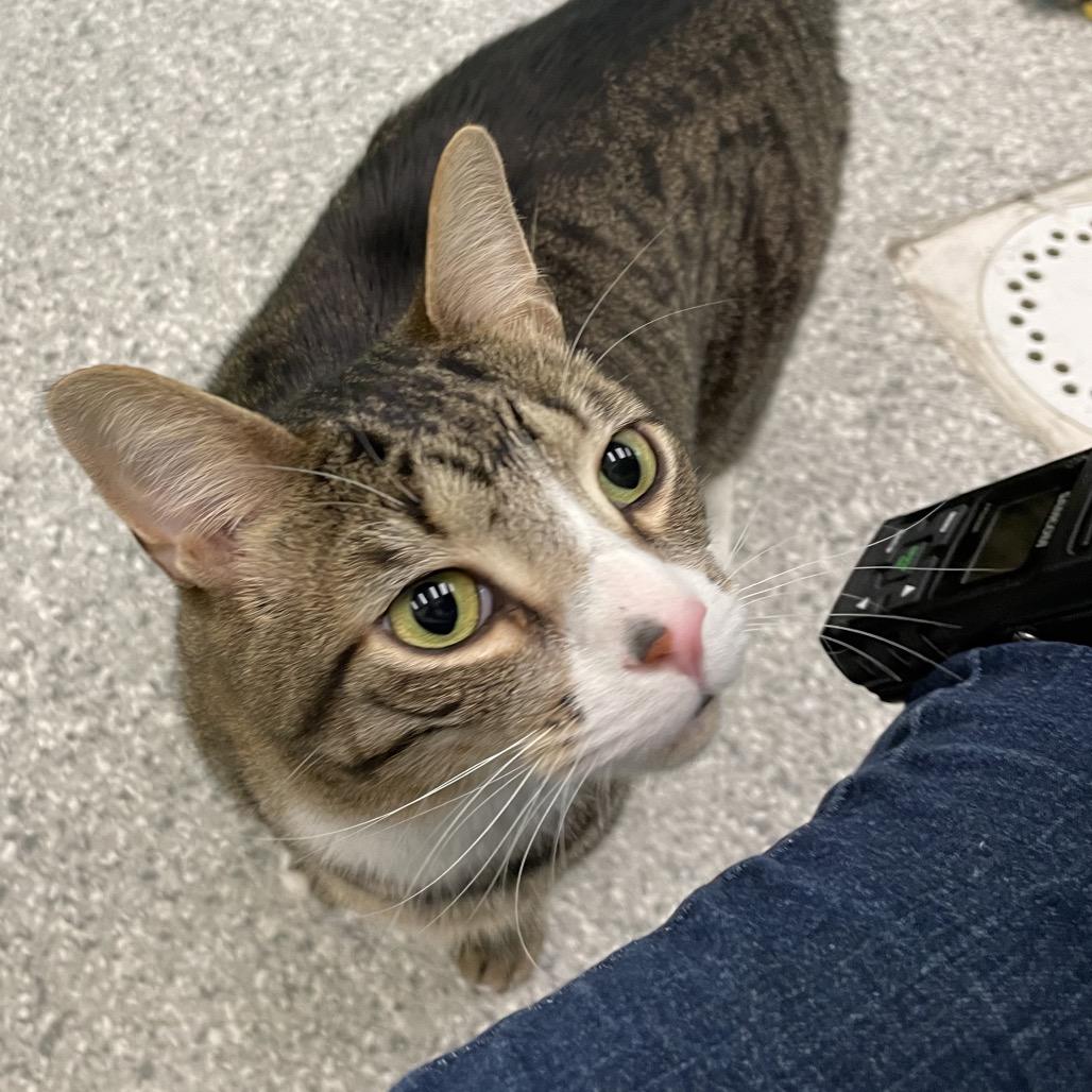 Maverick, a Adoptable mixed breed in Enfield, NH image 1/6