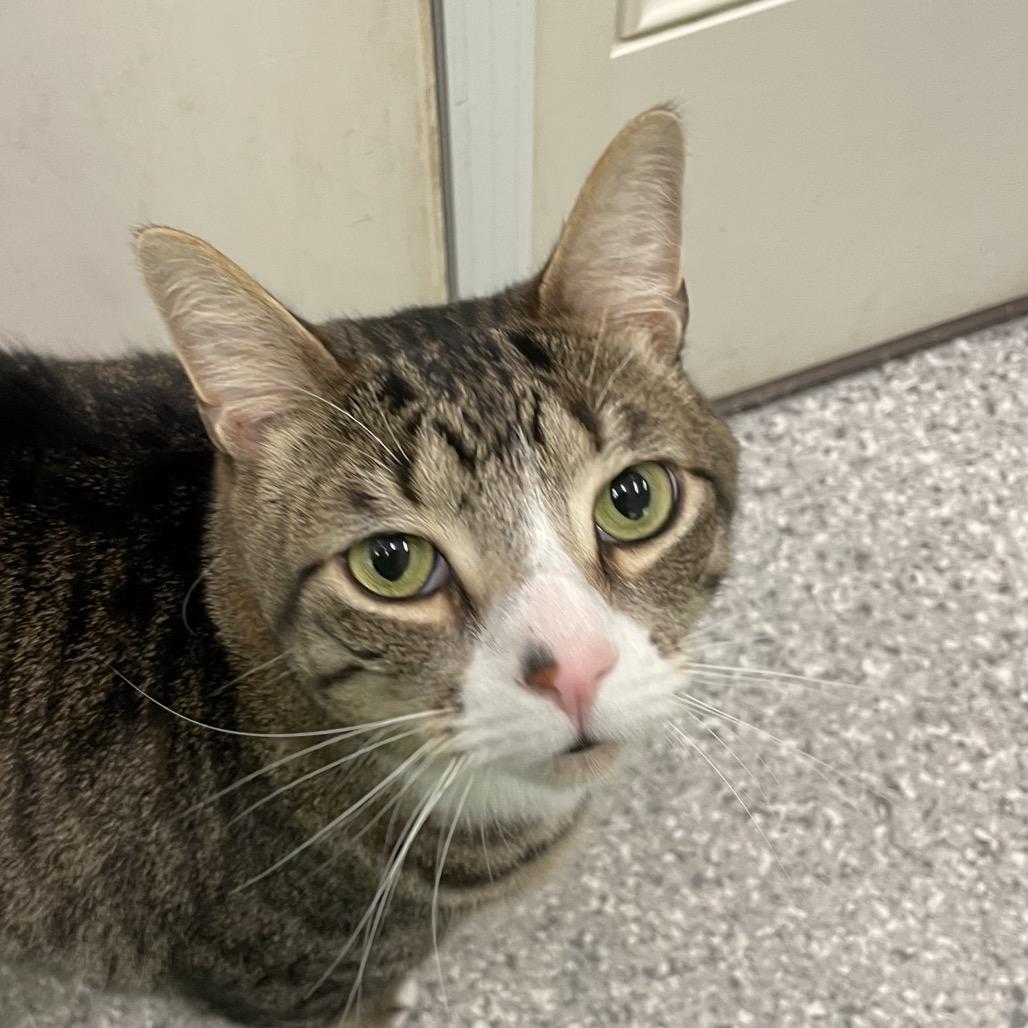 Maverick, a Adoptable mixed breed in Enfield, NH image 2/6