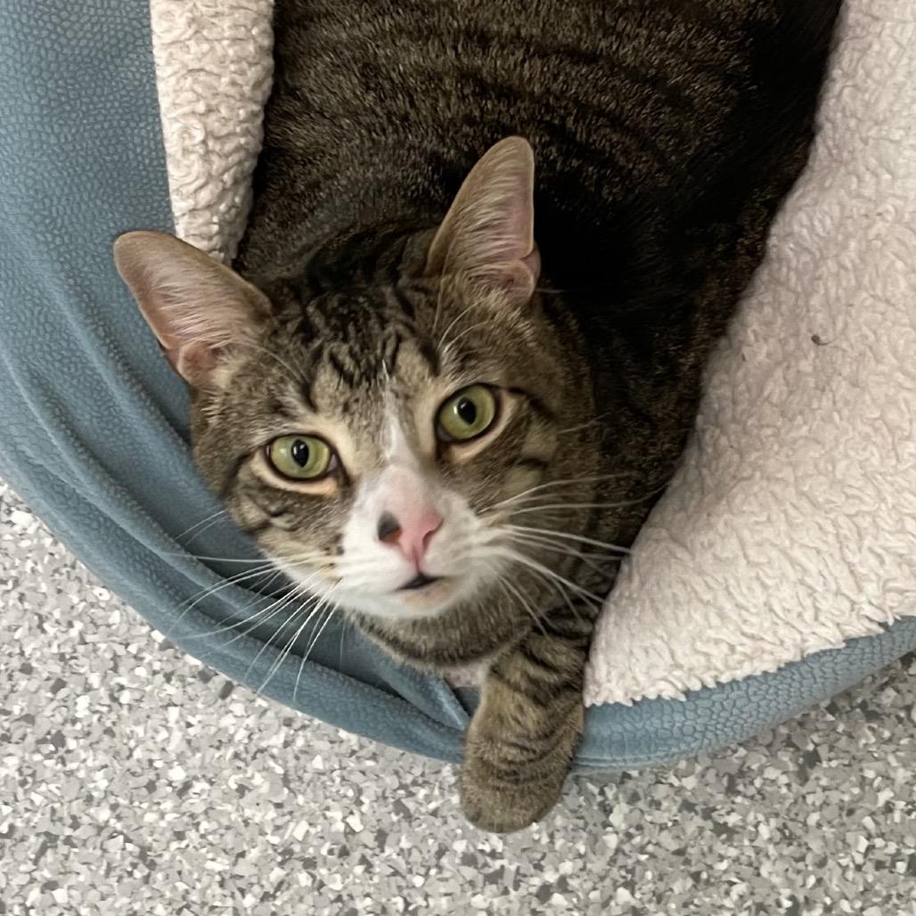 Maverick, a Adoptable mixed breed in Enfield, NH image 4/6