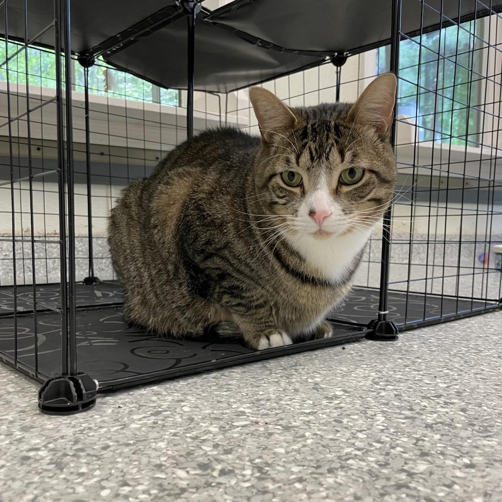 Maverick, a Adoptable mixed breed in Enfield, NH image 5/6