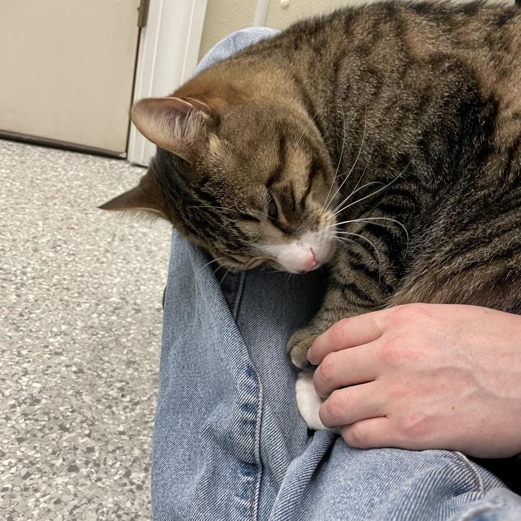 Maverick, a Adoptable mixed breed in Enfield, NH image 6/6