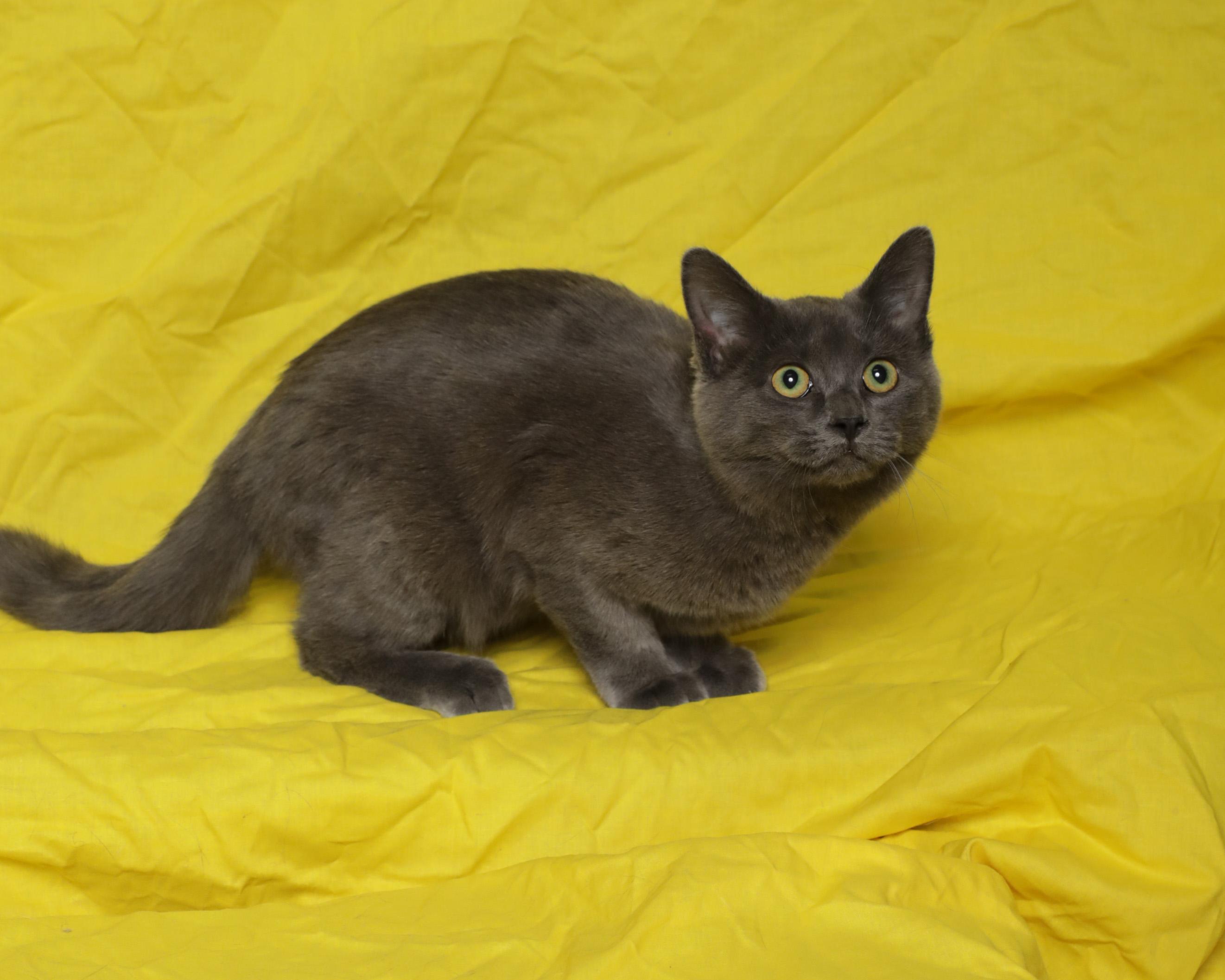 Enlarge Wendy, a ADOPTABLE Domestic Short Hair in Rock Falls, IL image 3/3