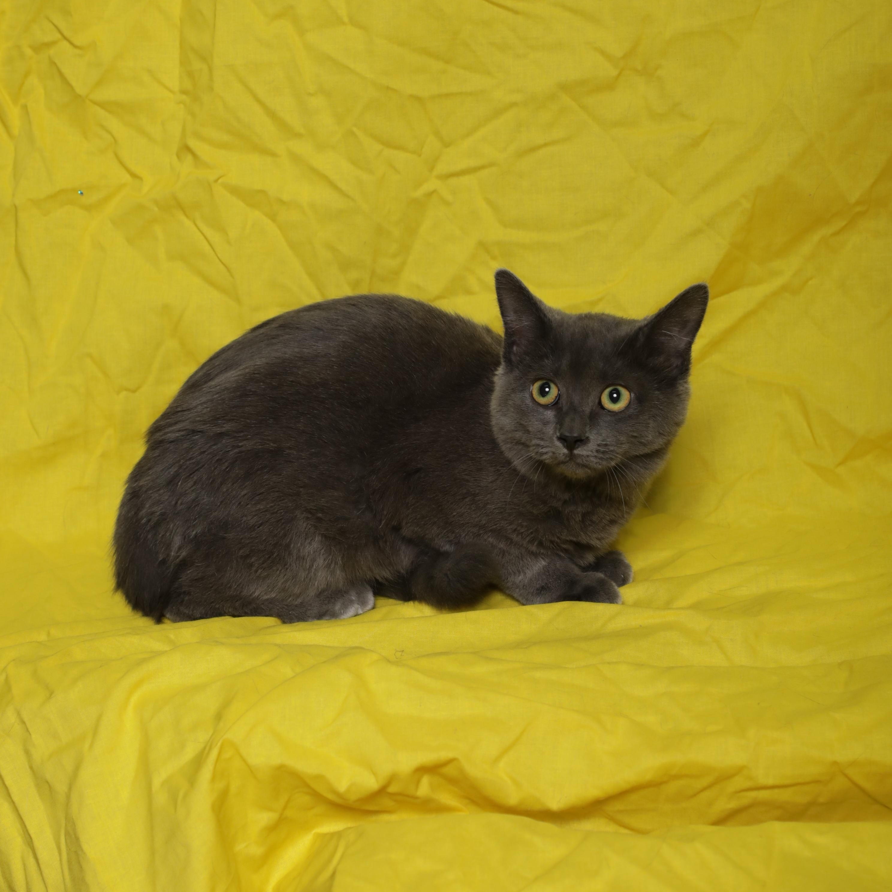 Enlarge Wendy, a ADOPTABLE Domestic Short Hair in Rock Falls, IL image 2/3