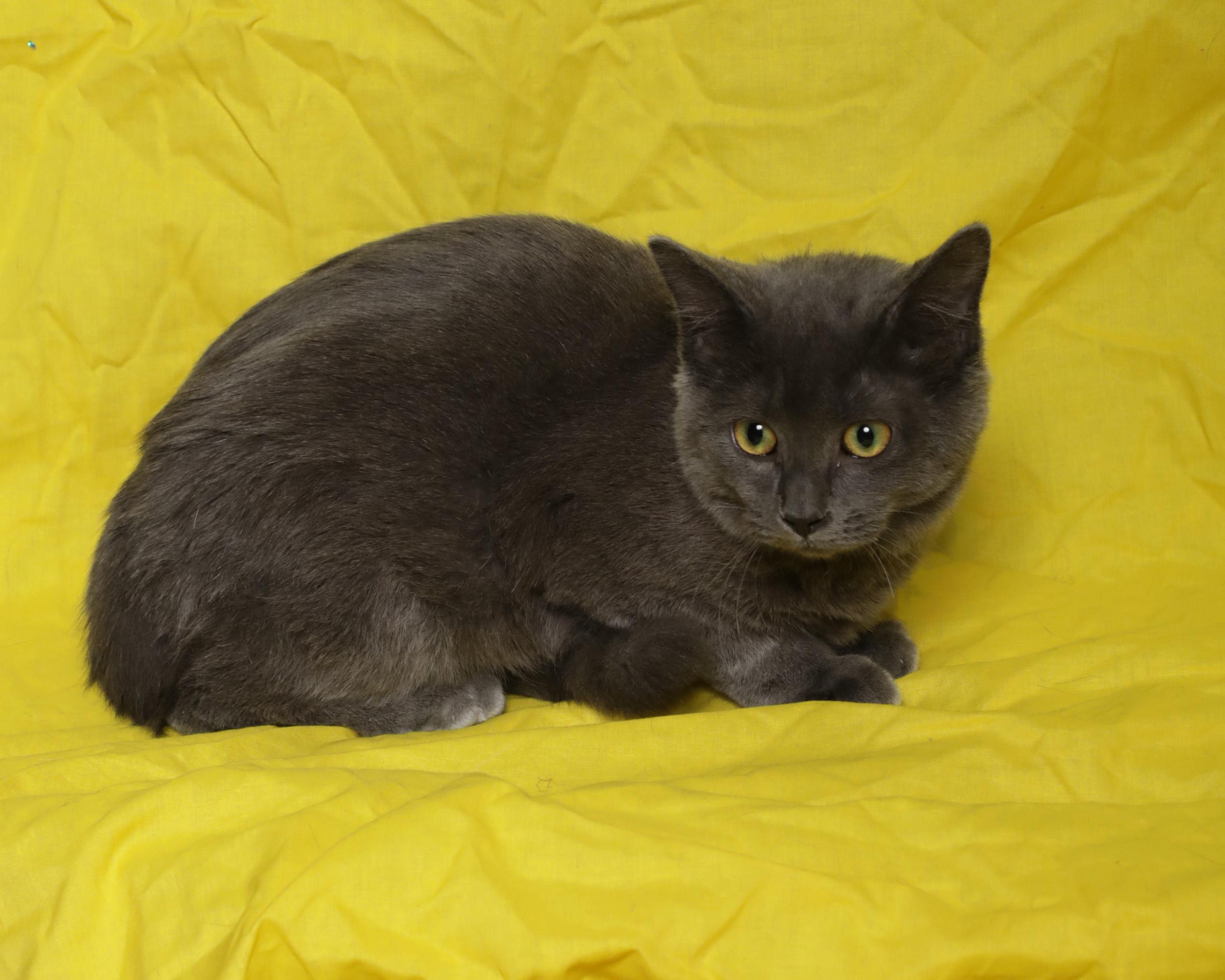 Wendy, ADOPTABLE, Kitten Female Domestic Short Hair.