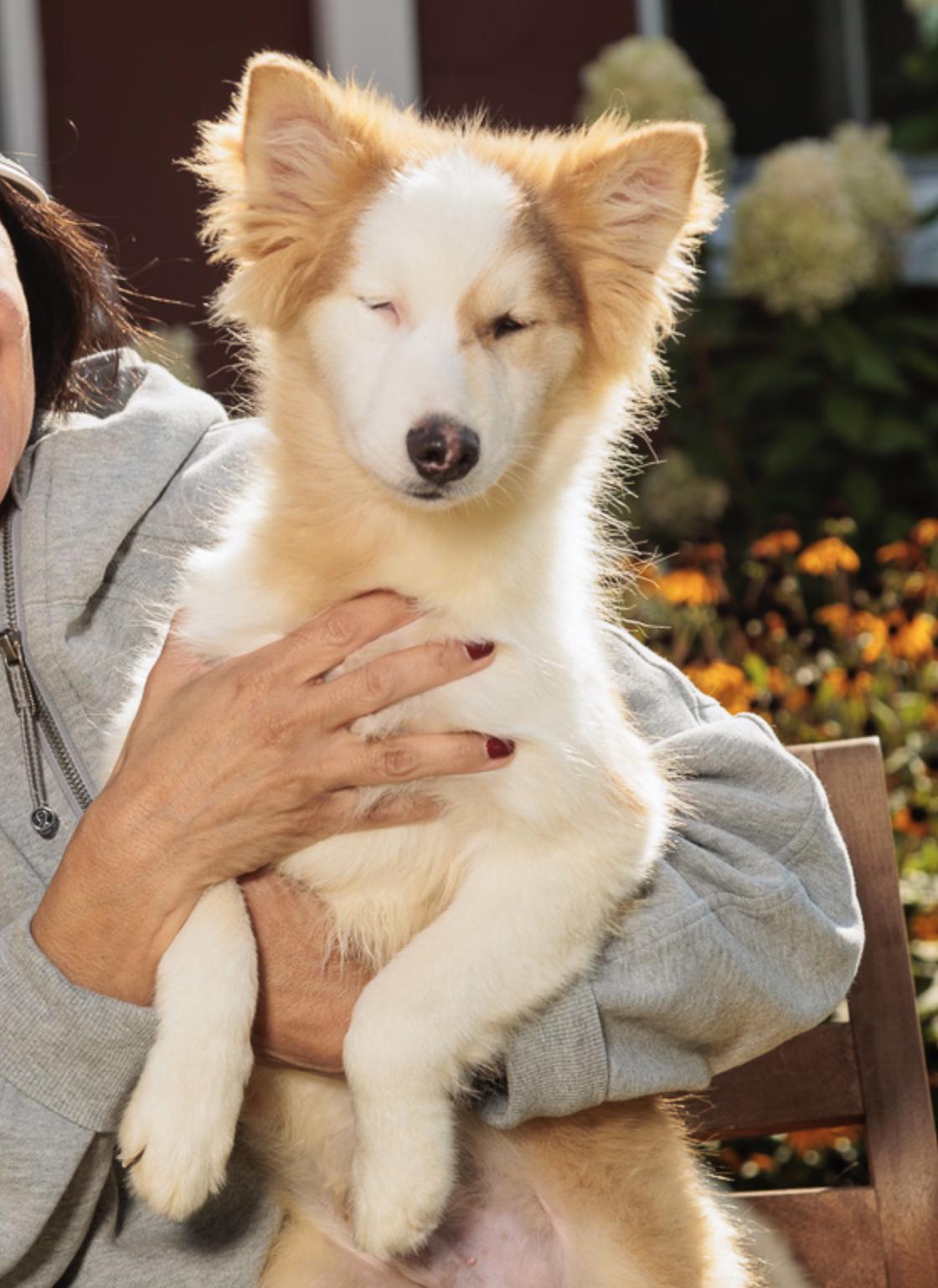 Willow, Adoptable, Puppy Female Pomsky.