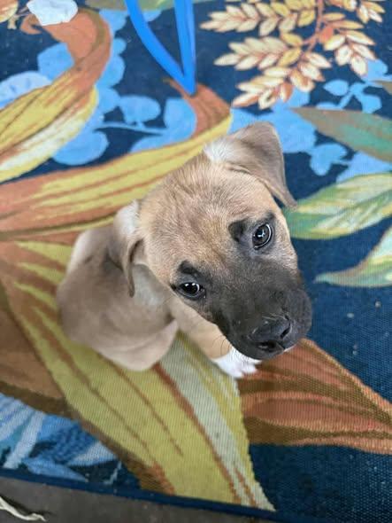 Enlarge Mars, a ADOPTABLE mixed breed in Wichita Falls, TX image 2/3