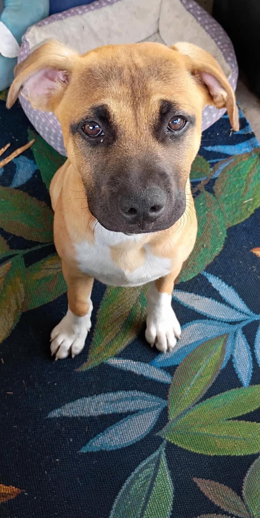 Enlarge Mars, a ADOPTABLE mixed breed in Wichita Falls, TX image 1/1