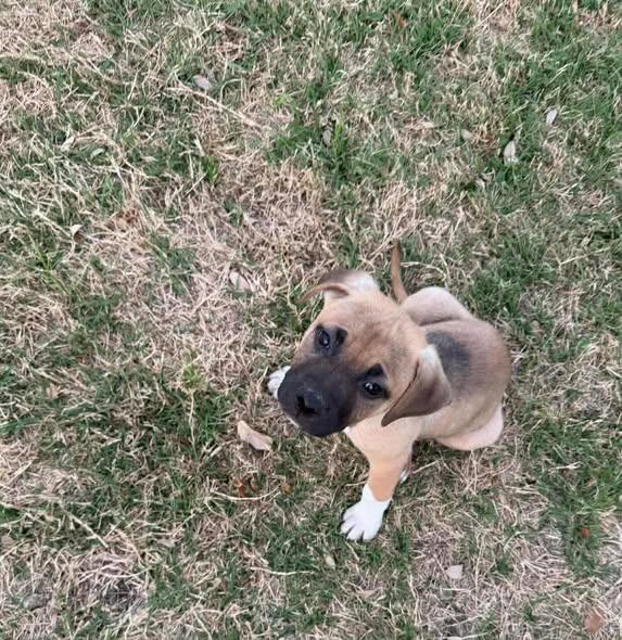 Enlarge Mars, a ADOPTABLE mixed breed in Wichita Falls, TX image 1/3