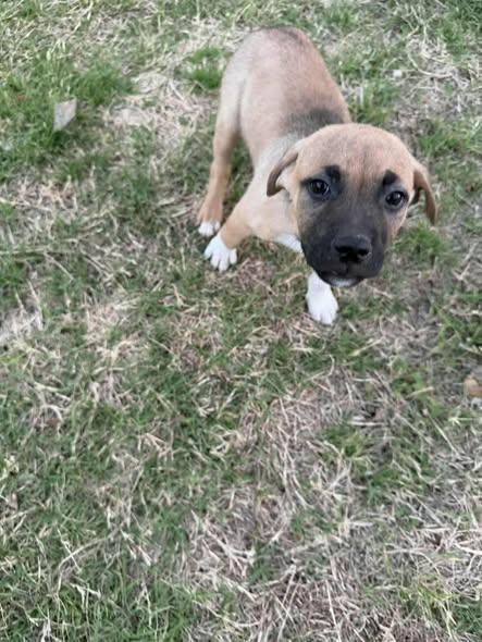 Enlarge Mars, a ADOPTABLE mixed breed in Wichita Falls, TX image 3/3