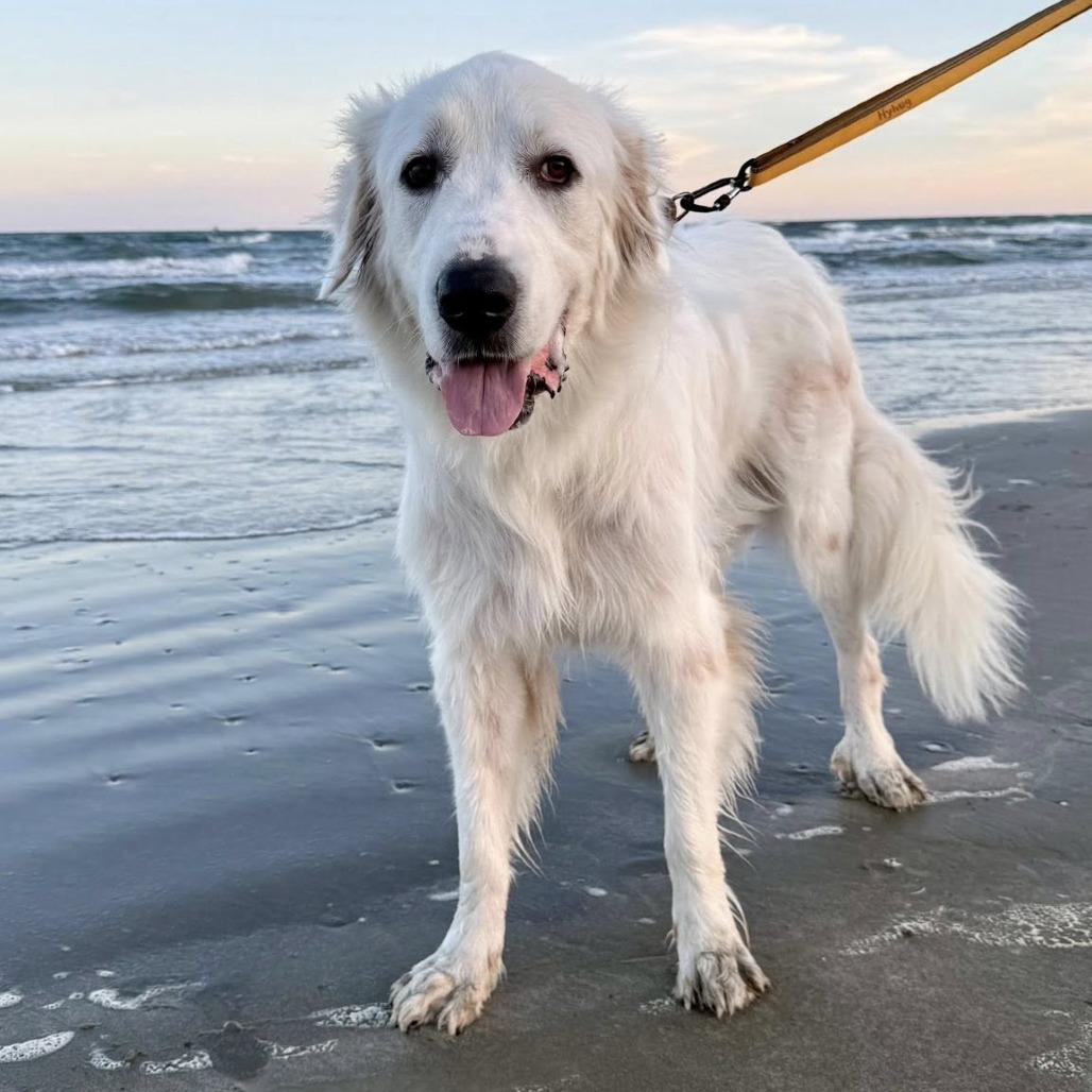 Snow, a Adoptable Great Pyrenees in Pittsburgh, PA image 1/6