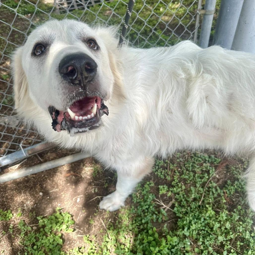 Snow, a Adoptable Great Pyrenees in Pittsburgh, PA image 2/6