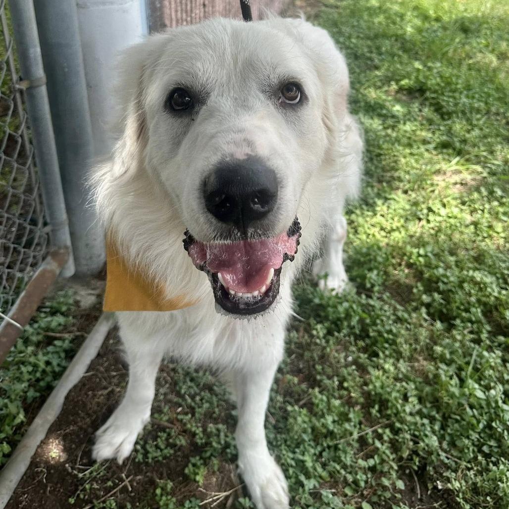 Snow, a Adoptable Great Pyrenees in Pittsburgh, PA image 1/6