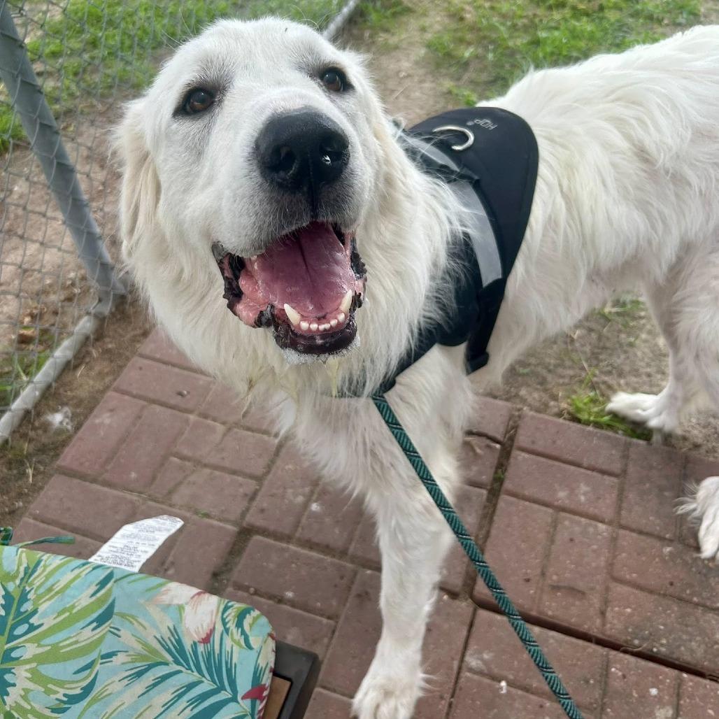 Snow, a Adoptable Great Pyrenees in Pittsburgh, PA image 3/6