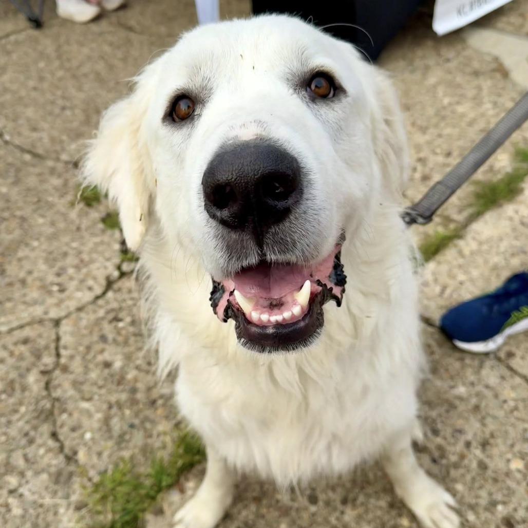 Snow, a Adoptable Great Pyrenees in Pittsburgh, PA image 4/6