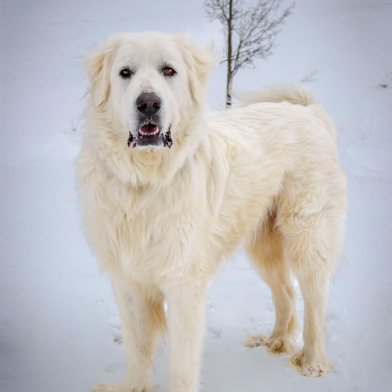 Snow, Adoptable, Adult Male Great Pyrenees.