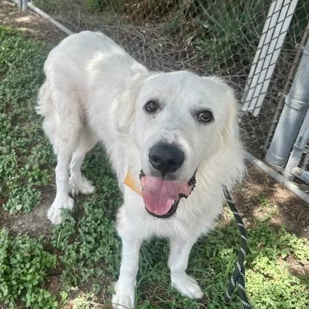 Snow, a Adoptable Great Pyrenees in Pittsburgh, PA image 2/6