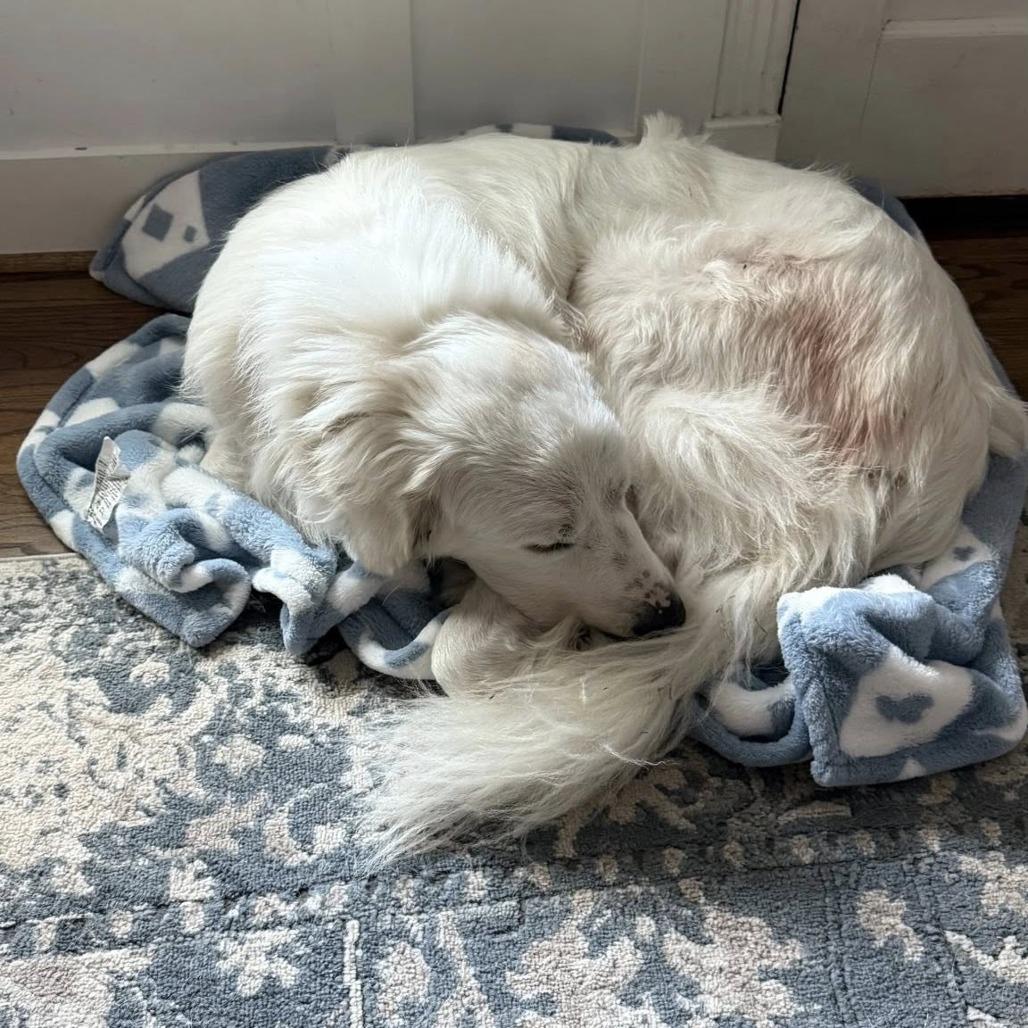 Enlarge Snow, a Adoptable Great Pyrenees in Pittsburgh, PA image 5/6