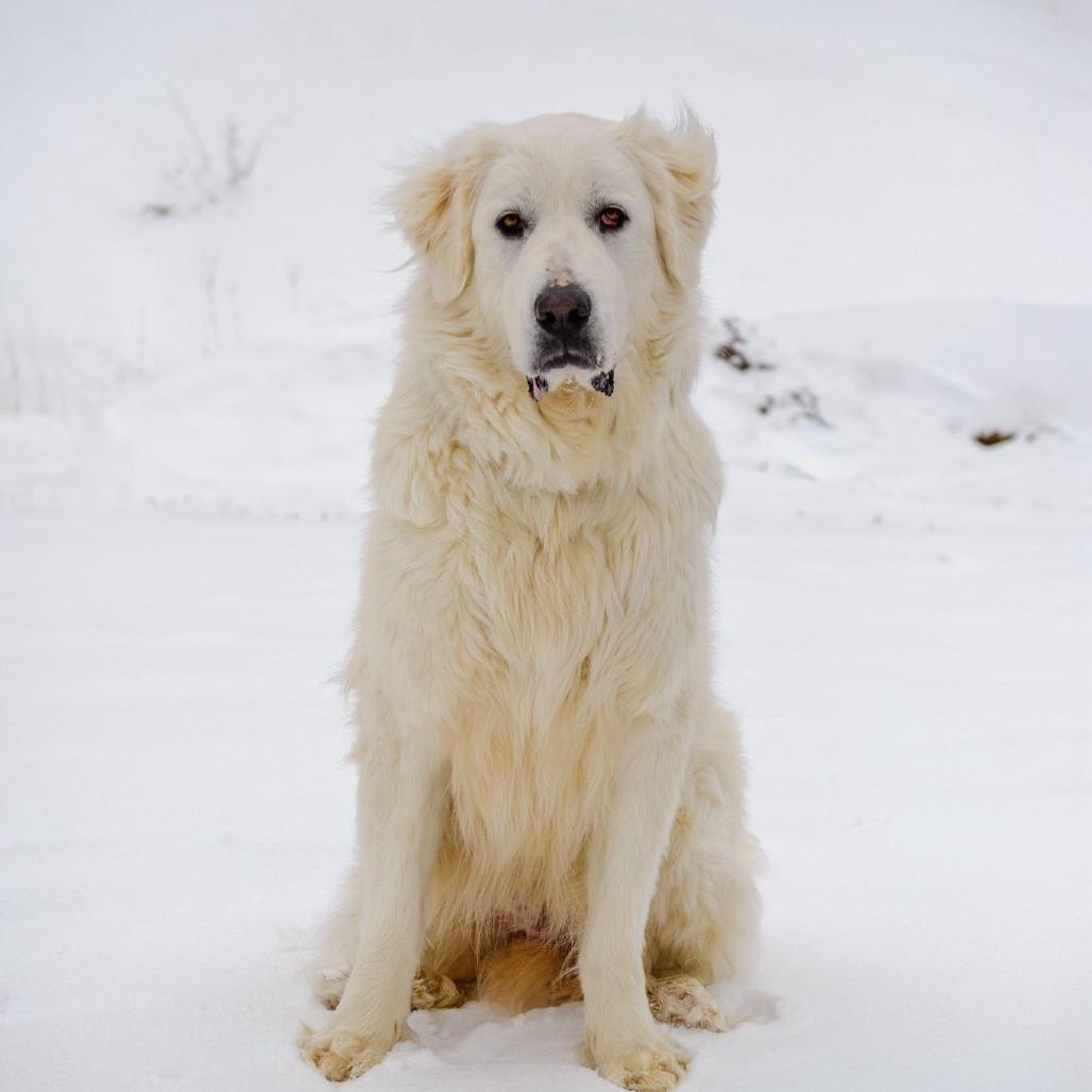 Enlarge Snow, a Adoptable Great Pyrenees in Pittsburgh, PA image 6/6