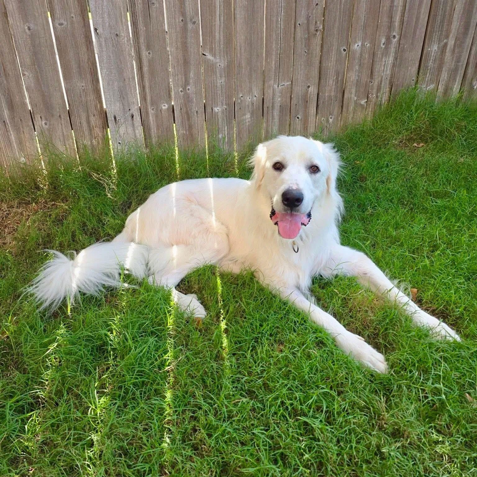 Enlarge Snow, a Adoptable Great Pyrenees in Pittsburgh, PA image 5/6