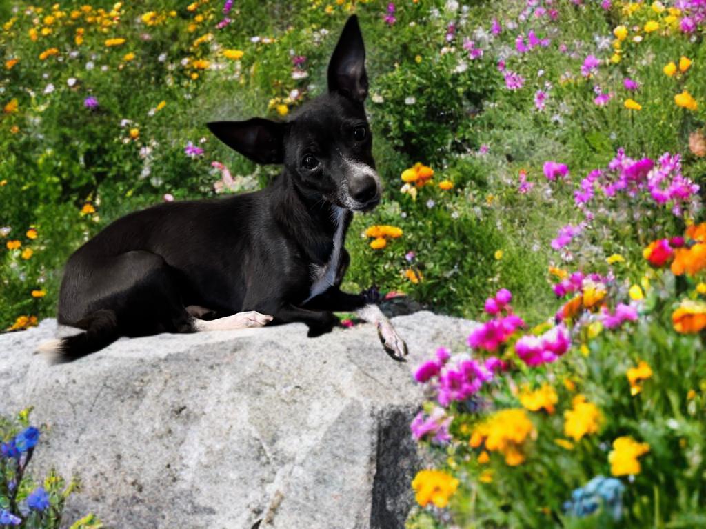 Peppa, a Adoptable mixed breed in San Antonio, TX image 4/5