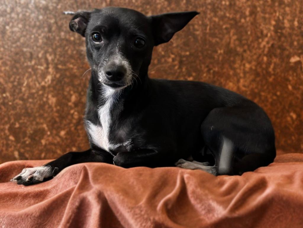 Peppa, Adoptable, Adult Female Terrier & Chihuahua.