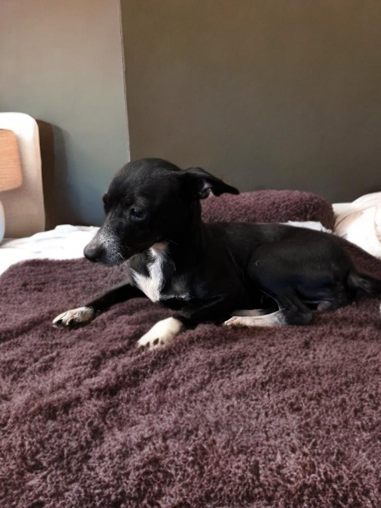 Peppa, a Adoptable mixed breed in San Antonio, TX image 2/5