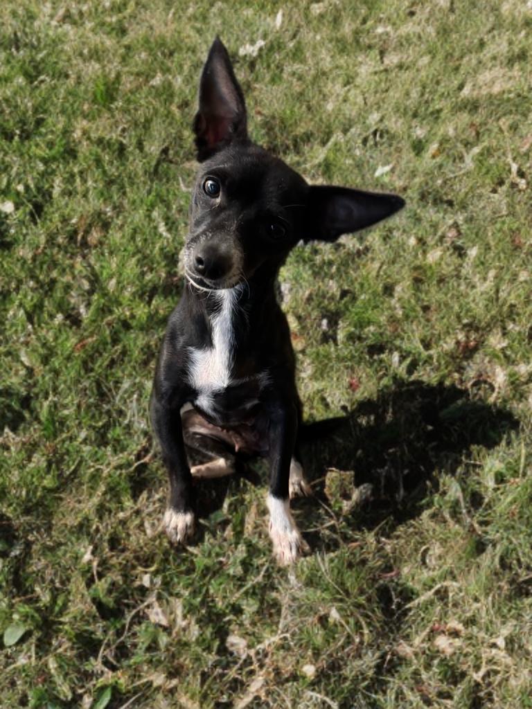 Peppa, a Adoptable mixed breed in San Antonio, TX image 3/5