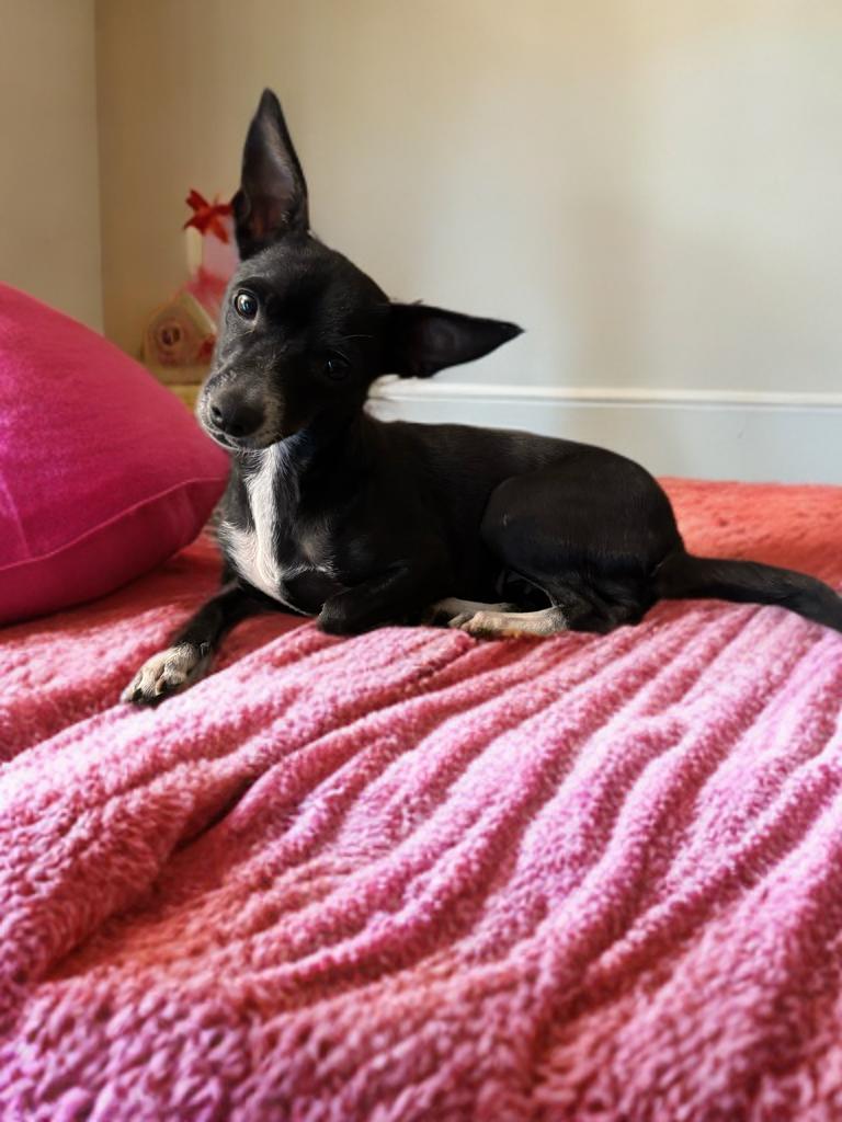 Peppa, a Adoptable mixed breed in San Antonio, TX image 5/5