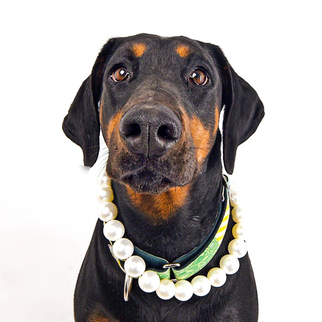 Maggie, Adoptable, Adult Female Doberman Pinscher.