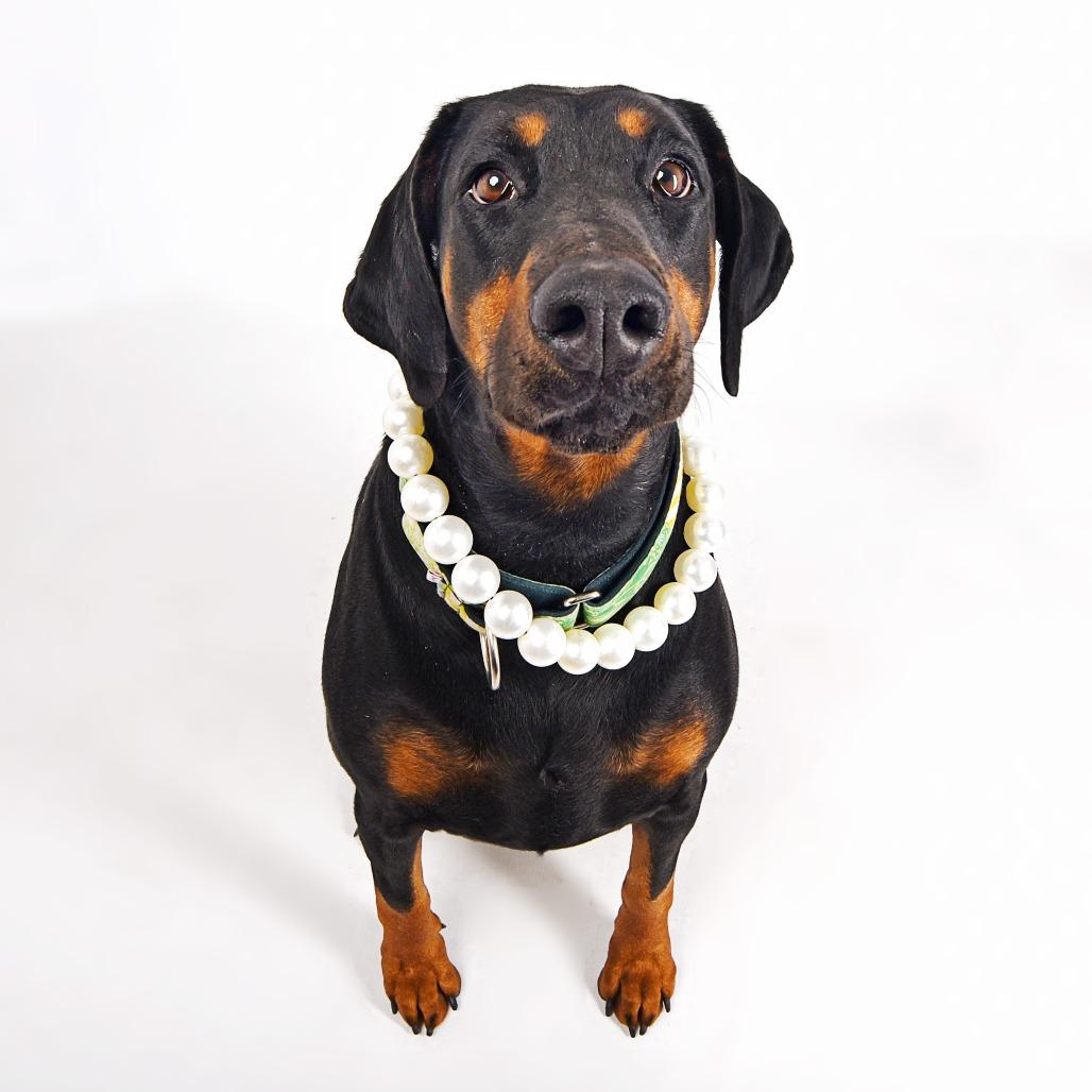 Enlarge Maggie, a Adoptable Doberman Pinscher in Murray, UT image 2/3