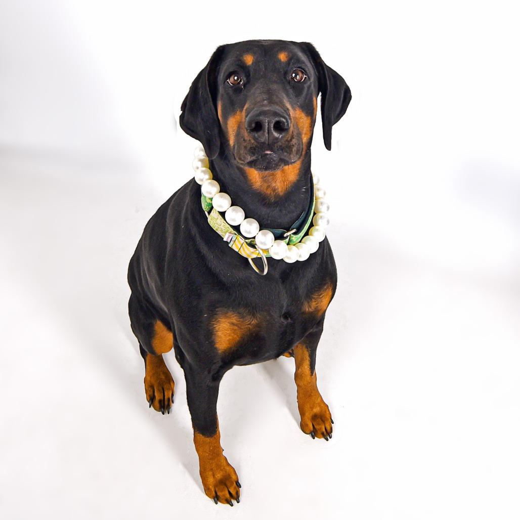 Enlarge Maggie, a Adoptable Doberman Pinscher in Murray, UT image 3/3