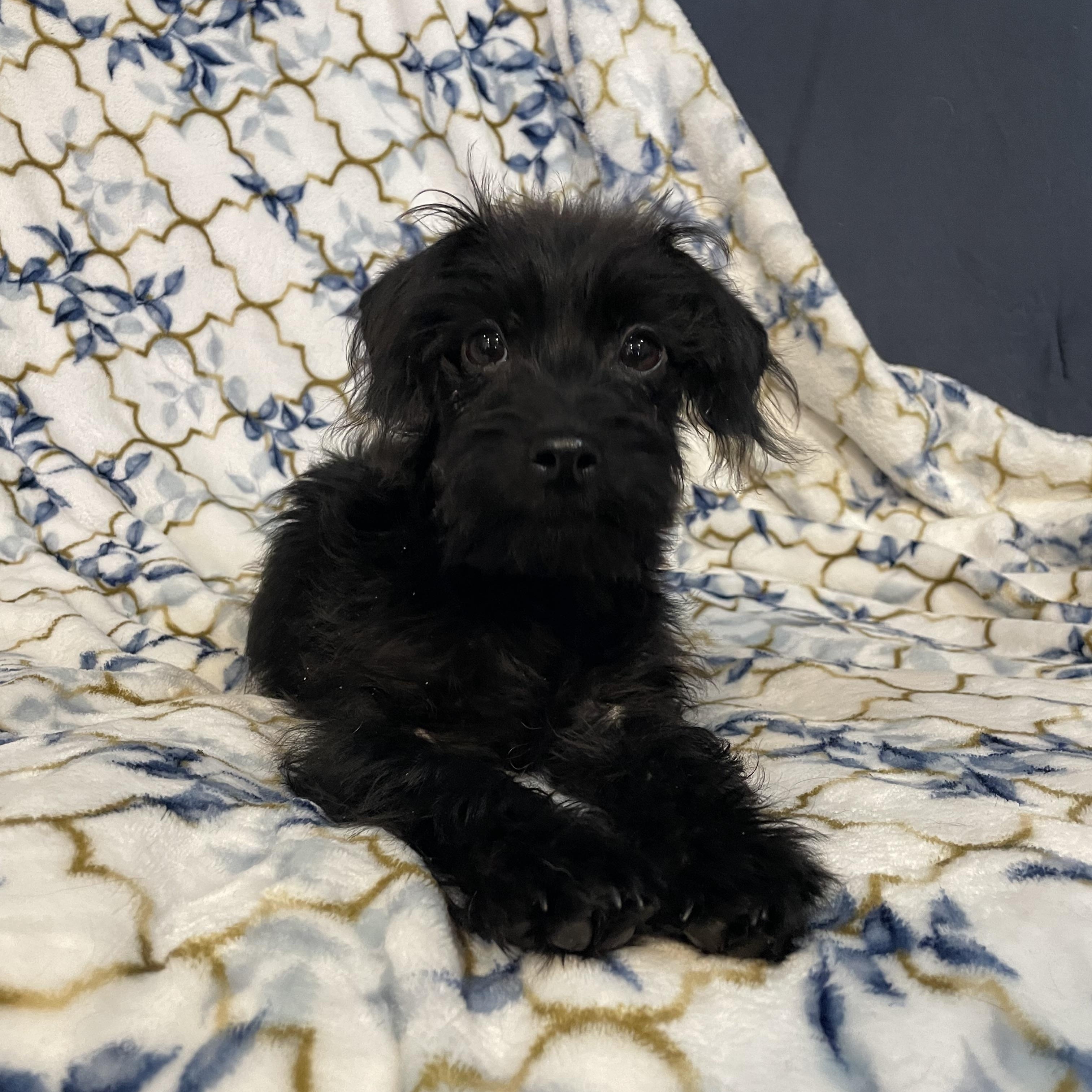 Enlarge Nano , an adopted Maltipoo in Phoenix, AZ image 4/5