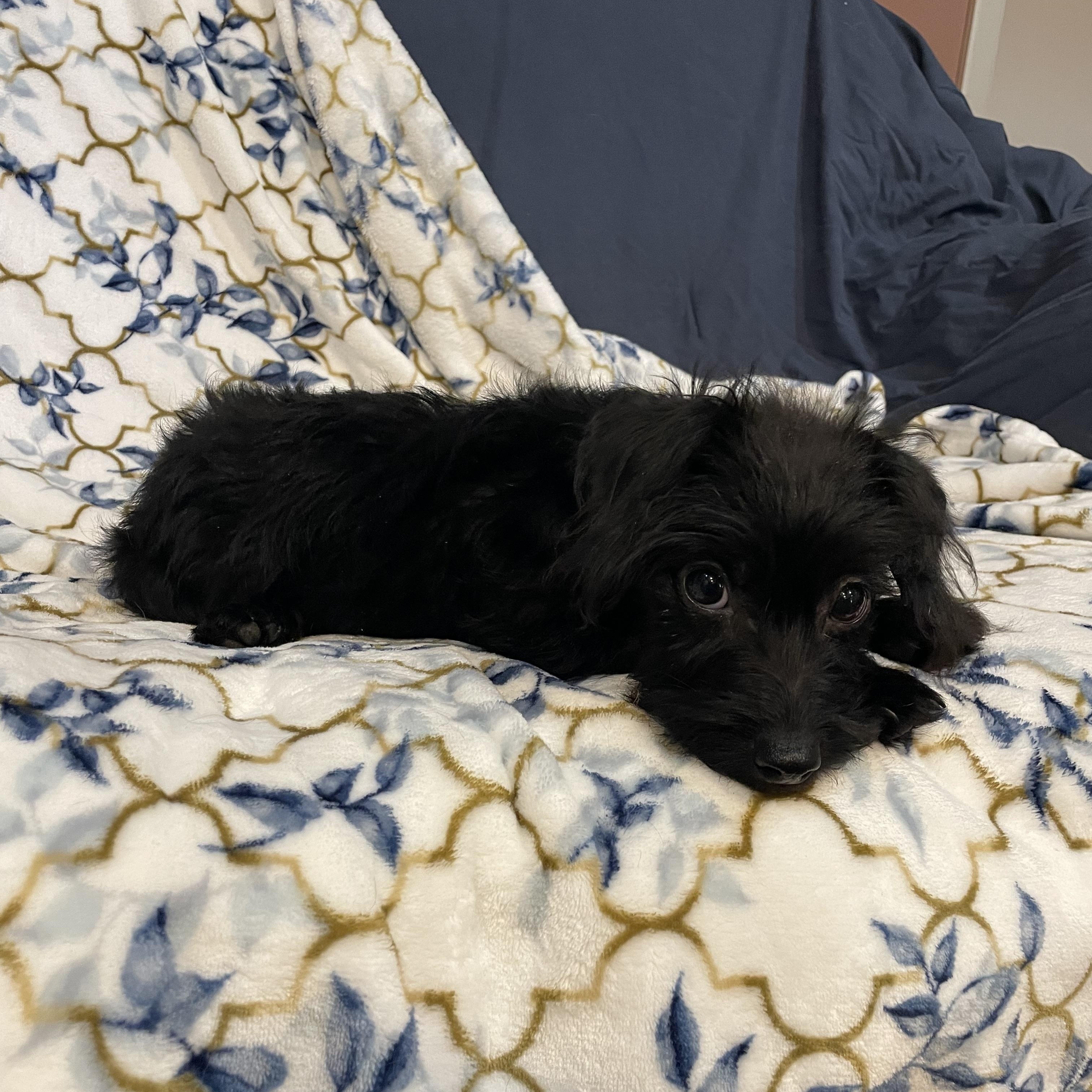 Enlarge Nano , an adopted Maltipoo in Phoenix, AZ image 2/5