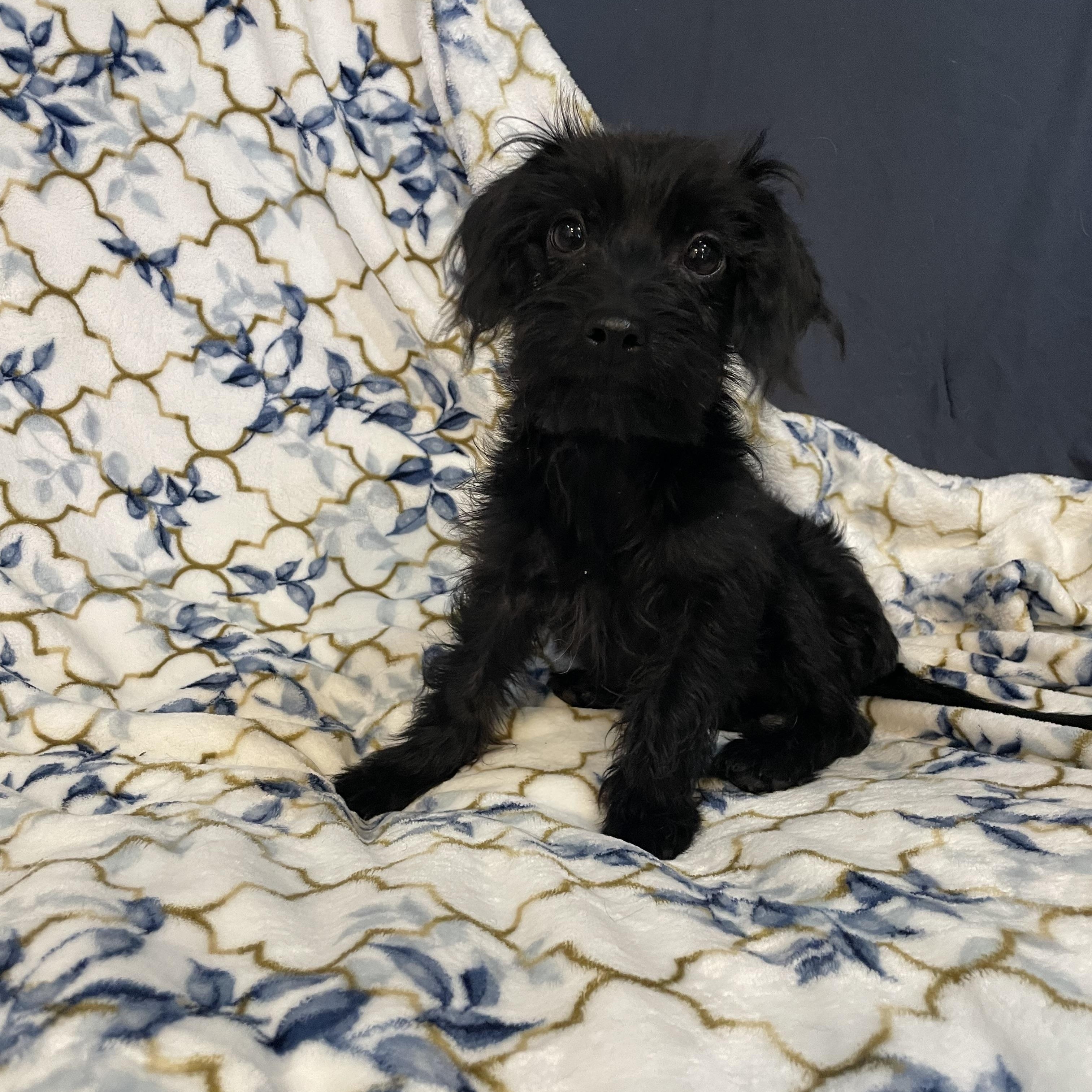 Enlarge Nano , an adopted Maltipoo in Phoenix, AZ image 5/5