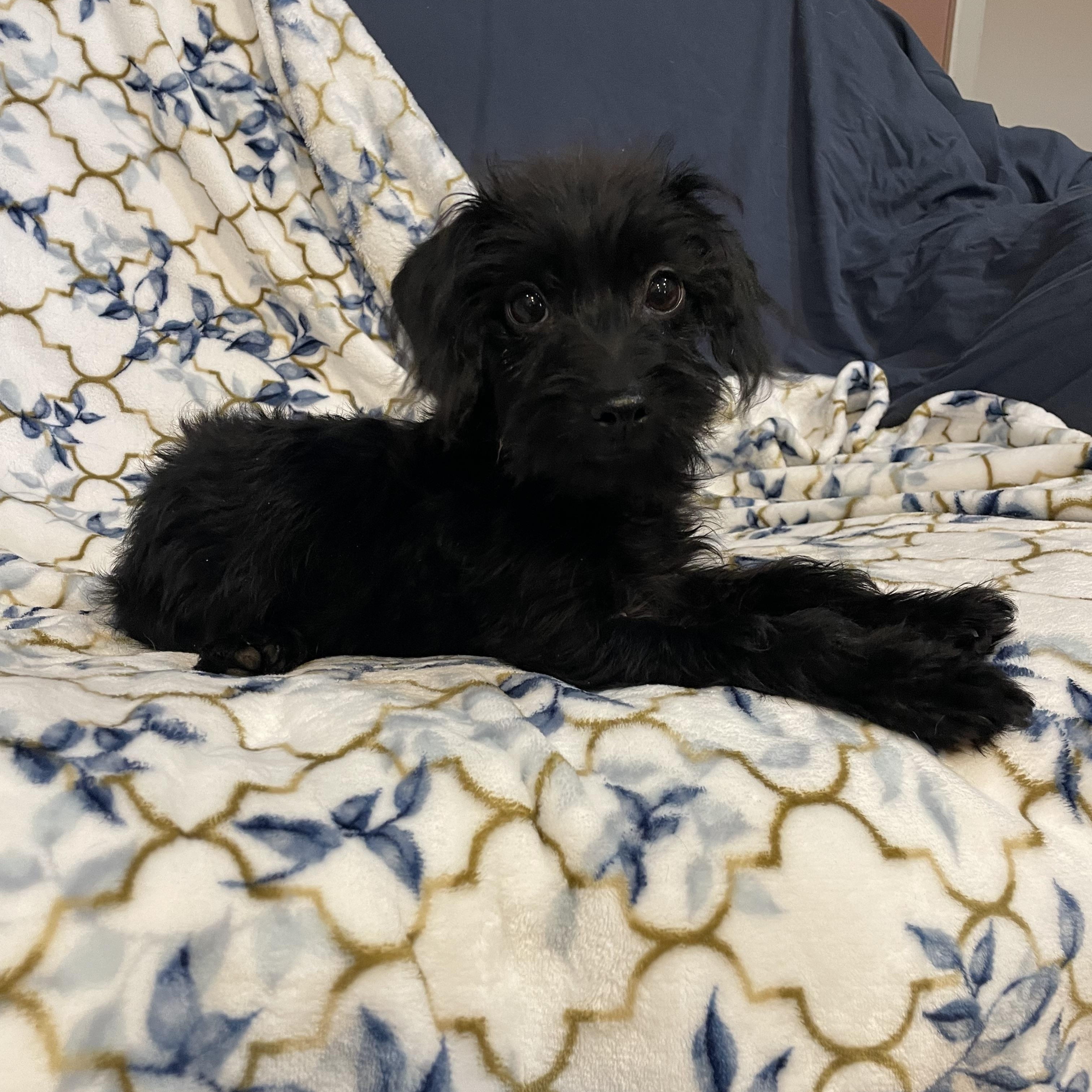 Nano , adopted, Young Male Maltipoo.