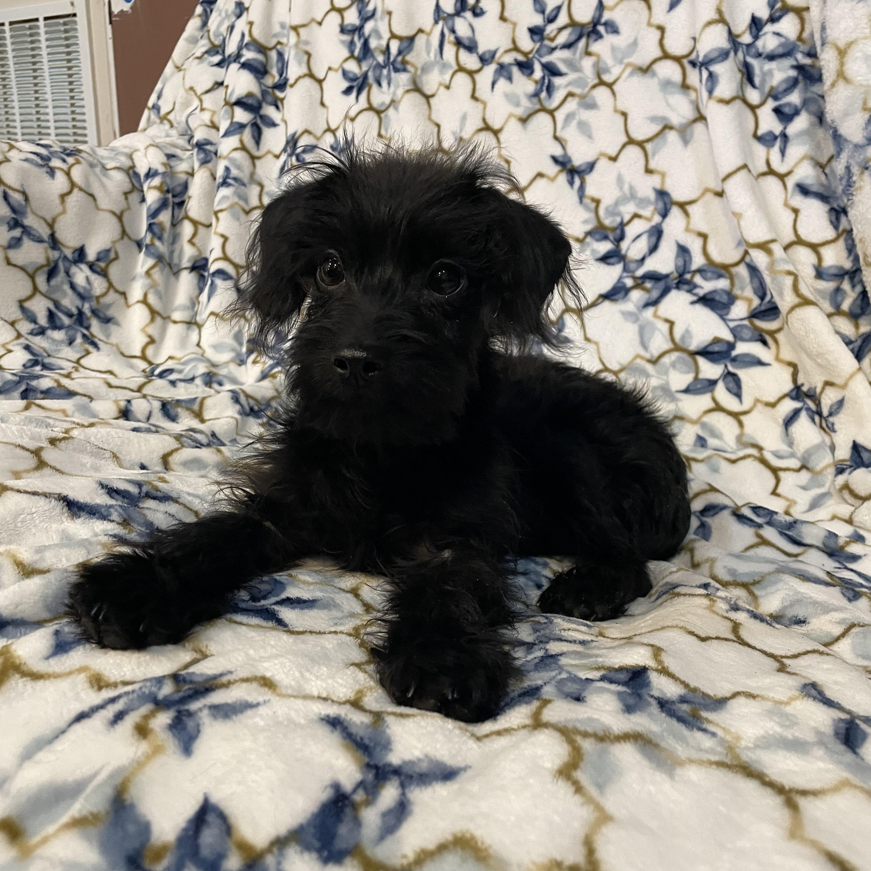Enlarge Nano , an adopted Maltipoo in Phoenix, AZ image 3/5