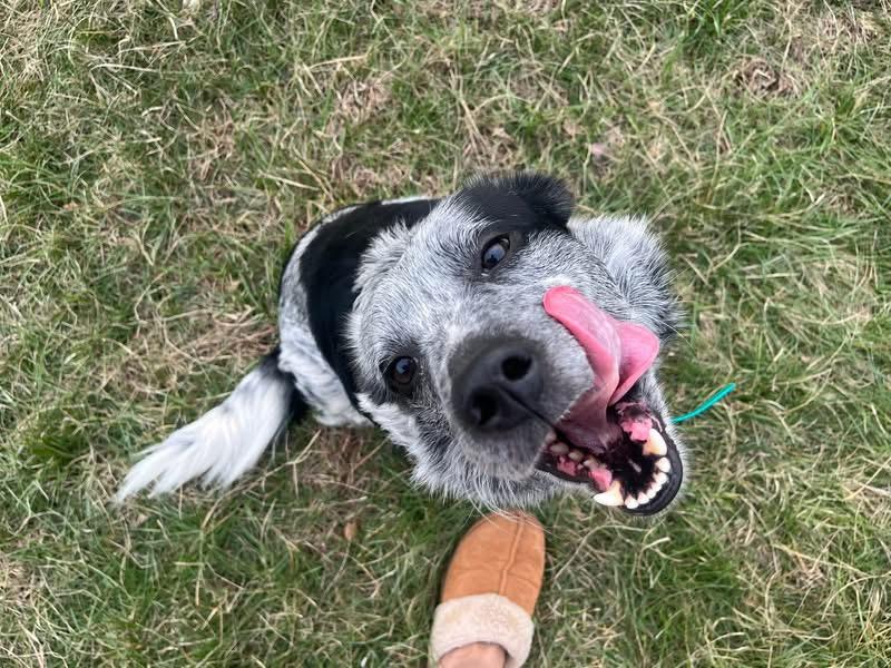 Enlarge Taz, a Adoptable Australian Cattle Dog / Blue Heeler in Manns Harbor , NC image 3/4