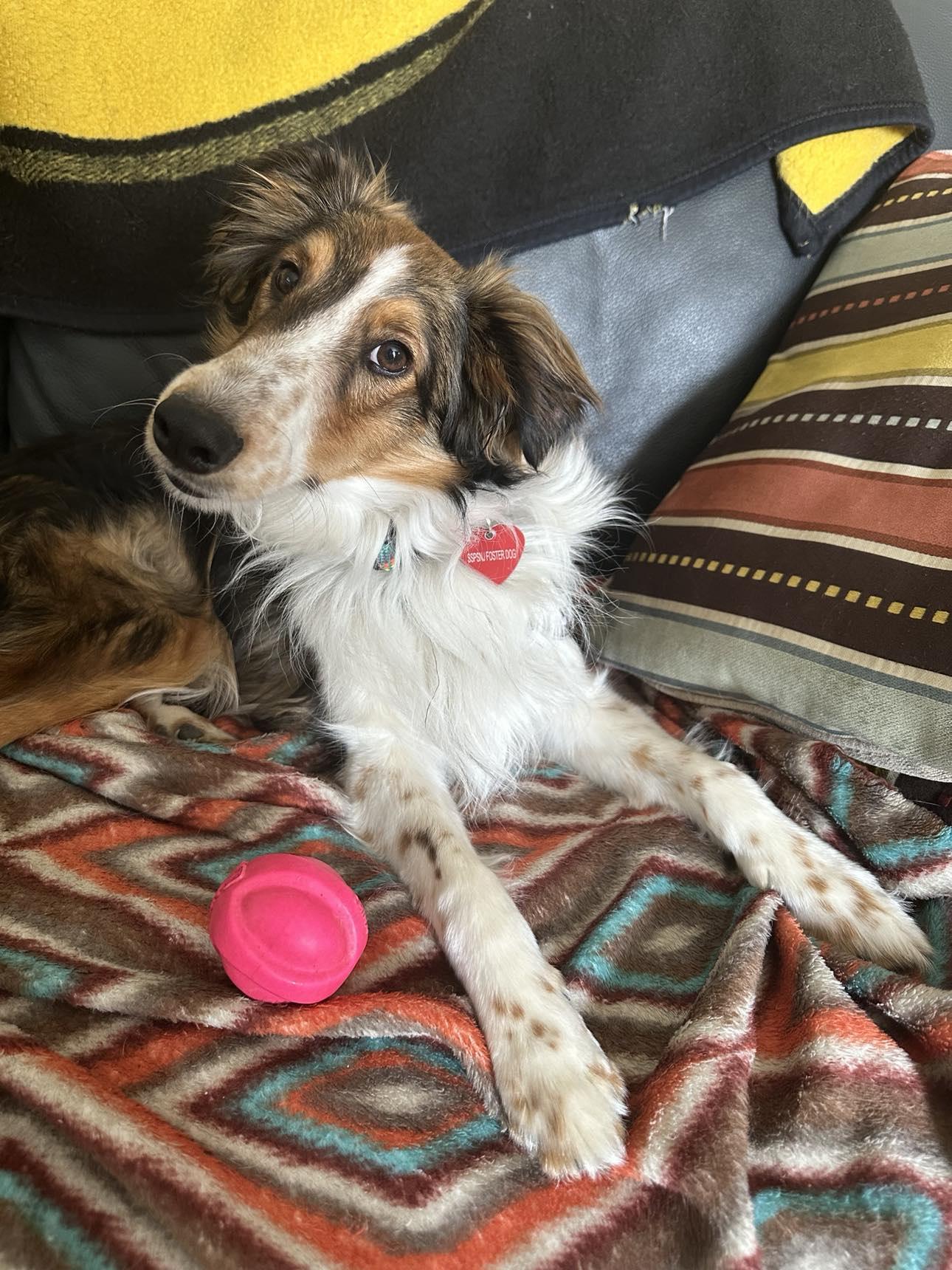 JASPER, Adopted, Young Male Shetland Sheepdog / Sheltie.