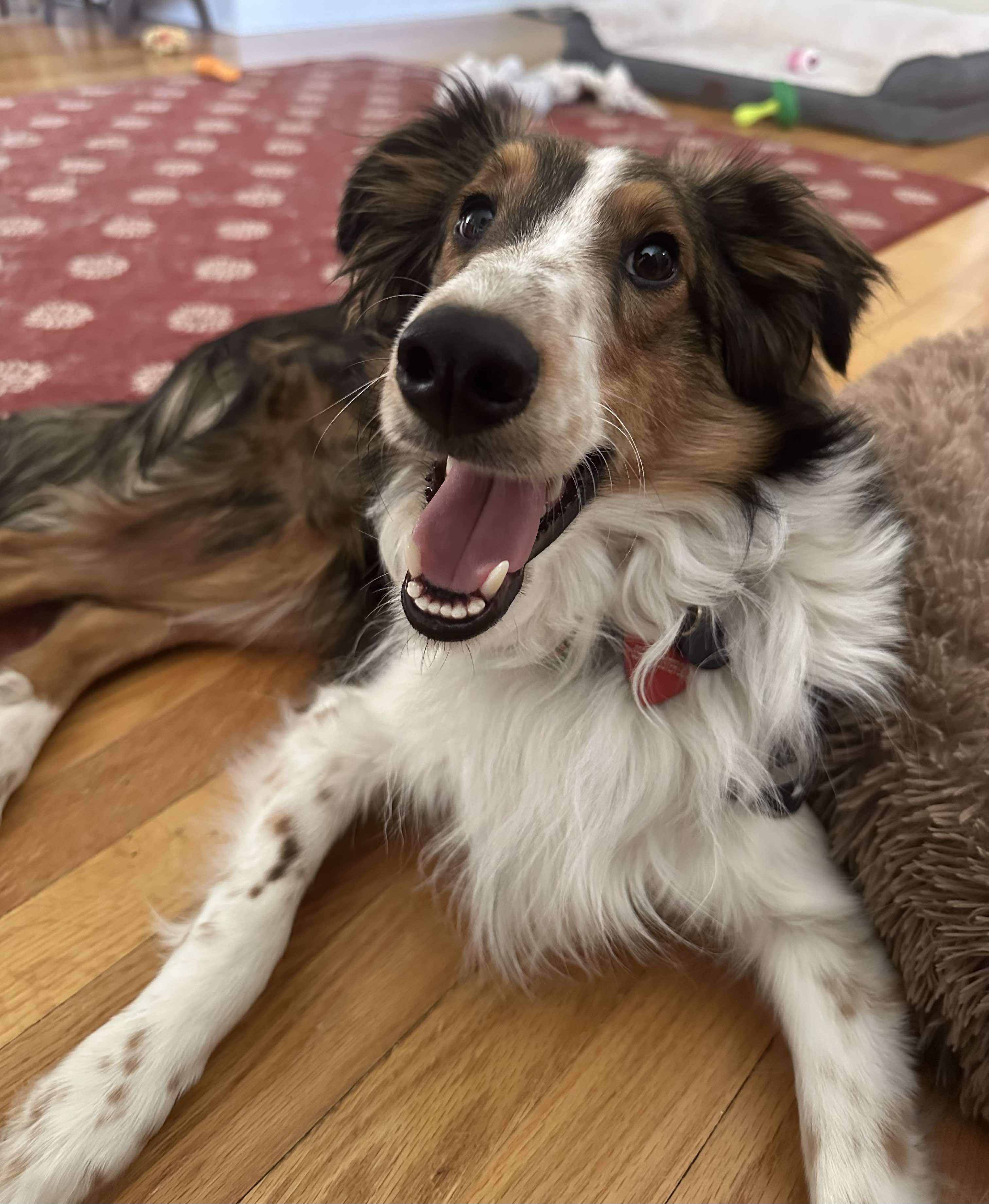 Enlarge JASPER, a Adopted Shetland Sheepdog / Sheltie in Hainesport, NJ image 4/6