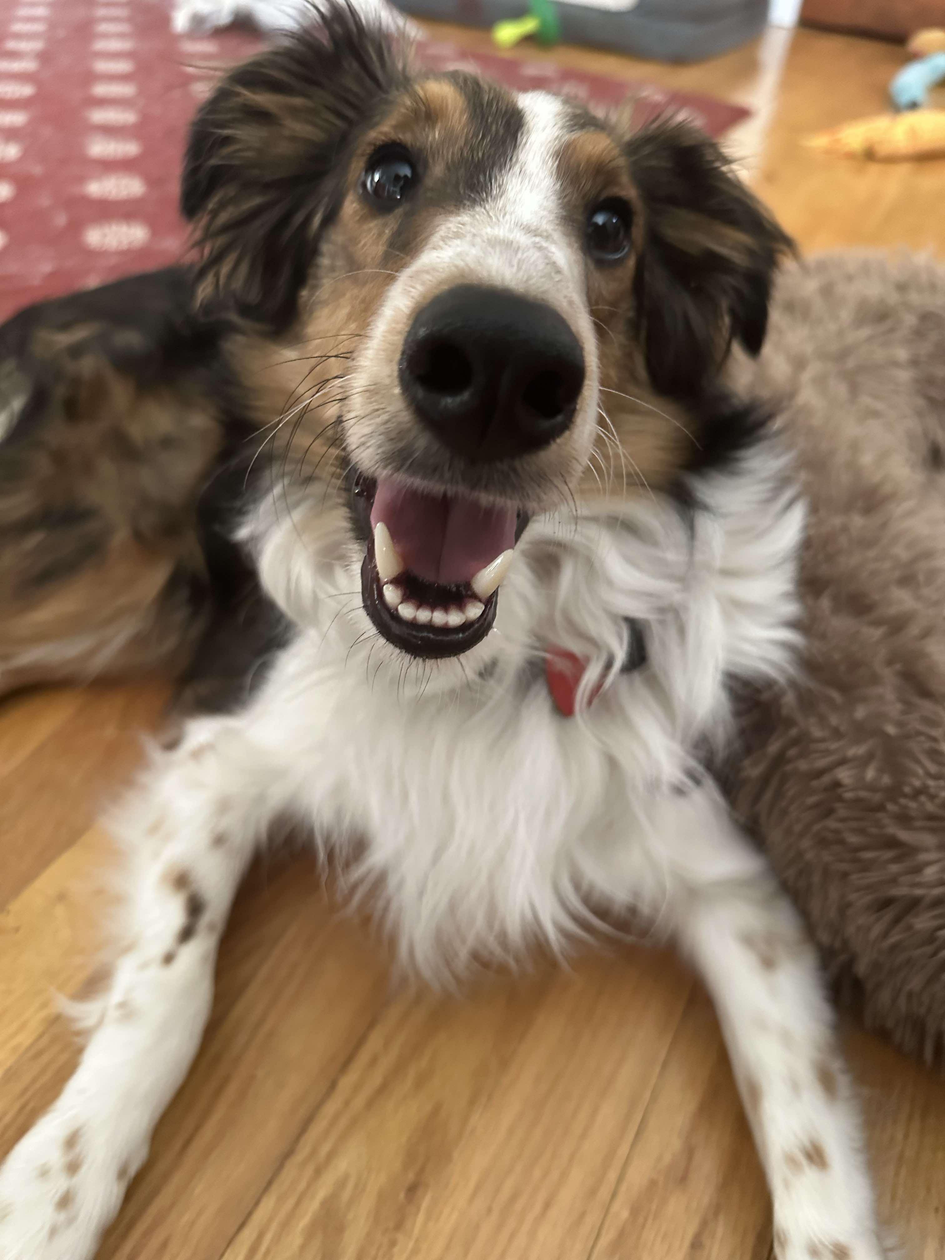 JASPER, Adopted, Young Male Shetland Sheepdog / Sheltie.
