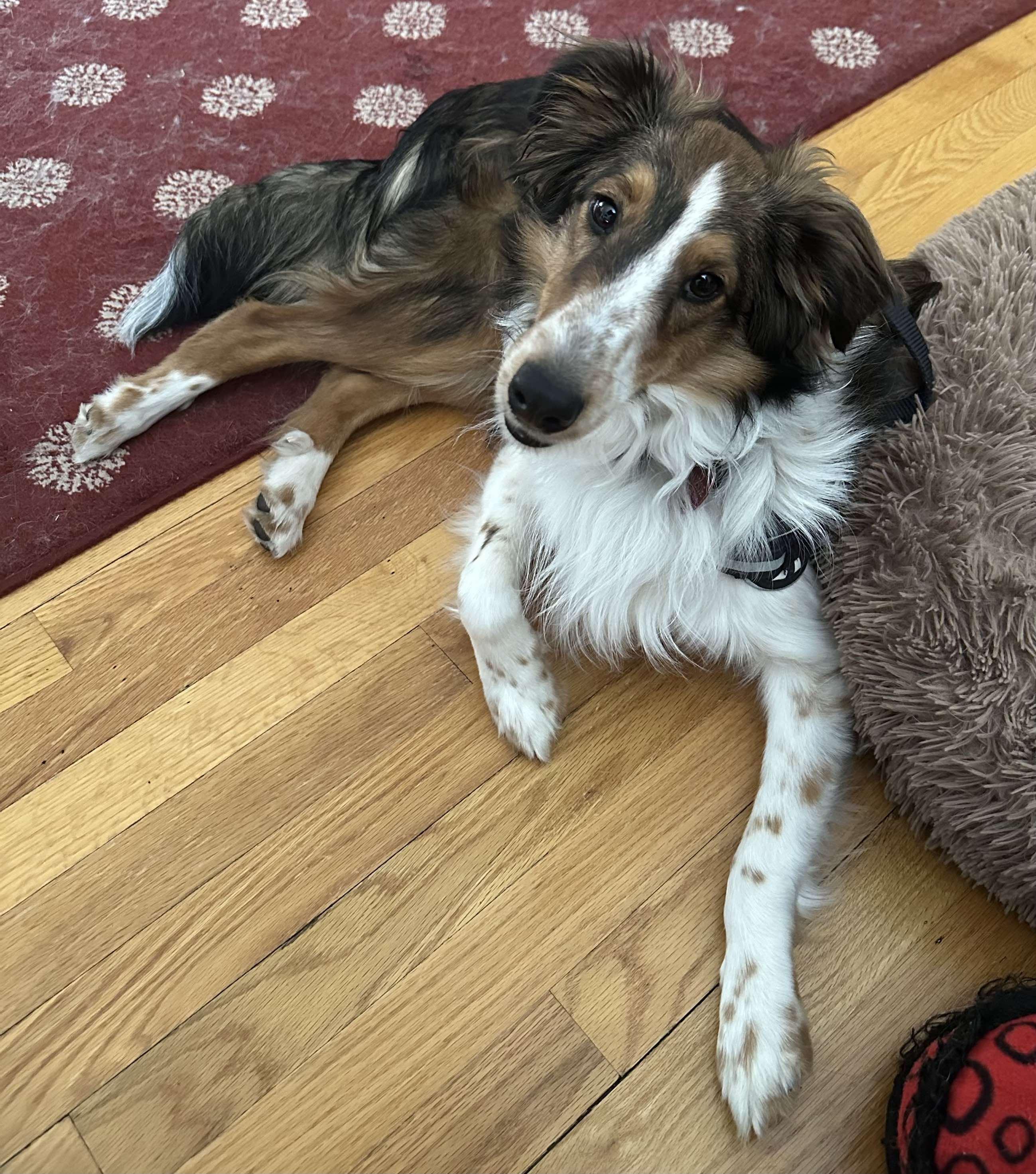Enlarge JASPER, a Adopted Shetland Sheepdog / Sheltie in Hainesport, NJ image 5/6