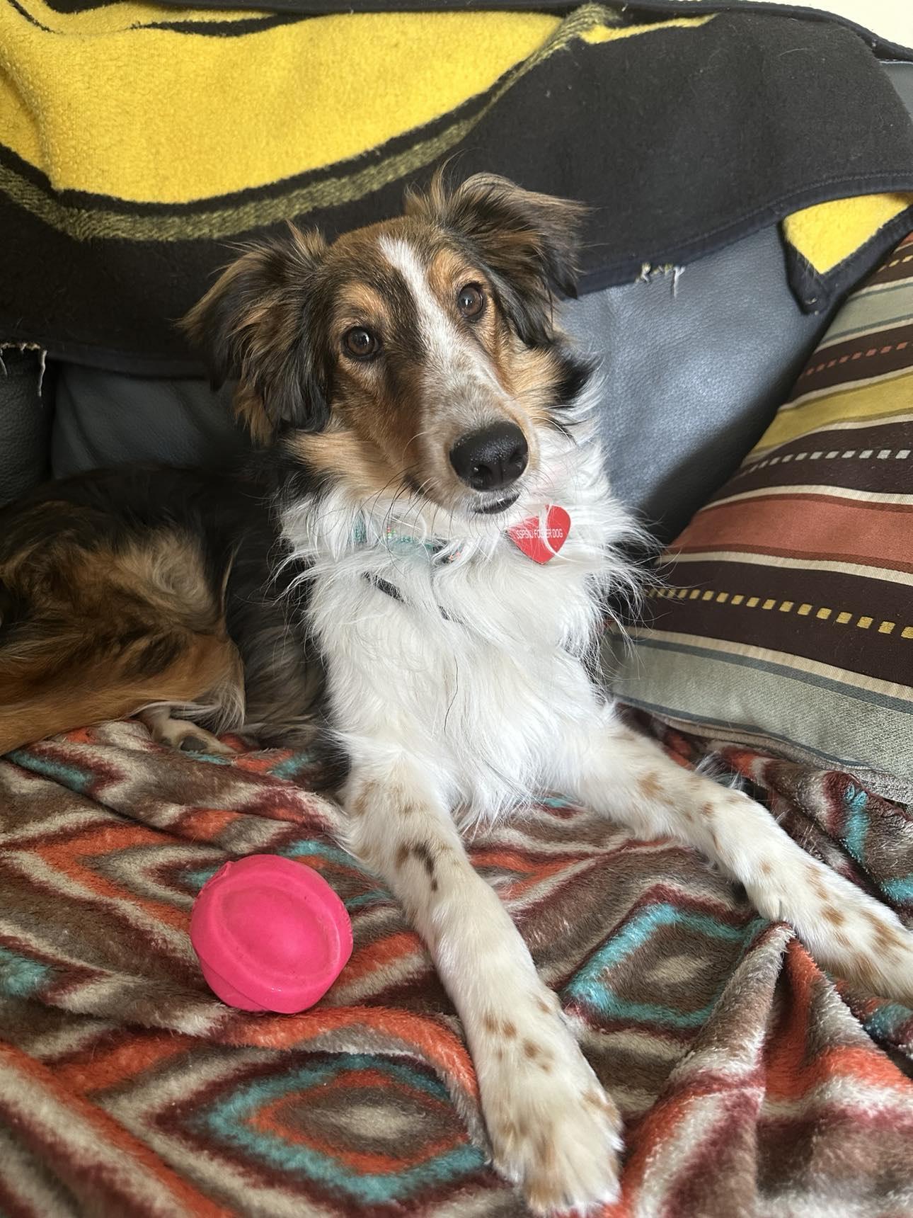 Enlarge JASPER, a Adopted Shetland Sheepdog / Sheltie in Hainesport, NJ image 6/6