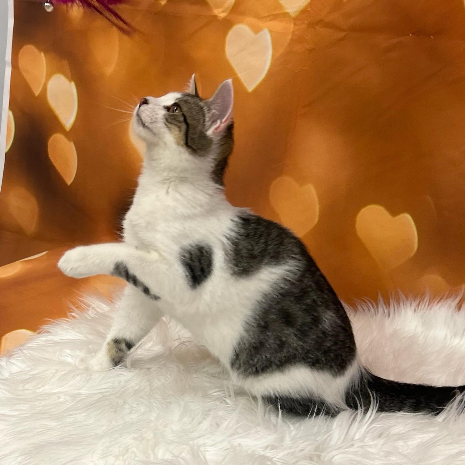 Carrie, an adoptable Domestic Short Hair in Union Gap, WA, 98903 | Photo Image 1