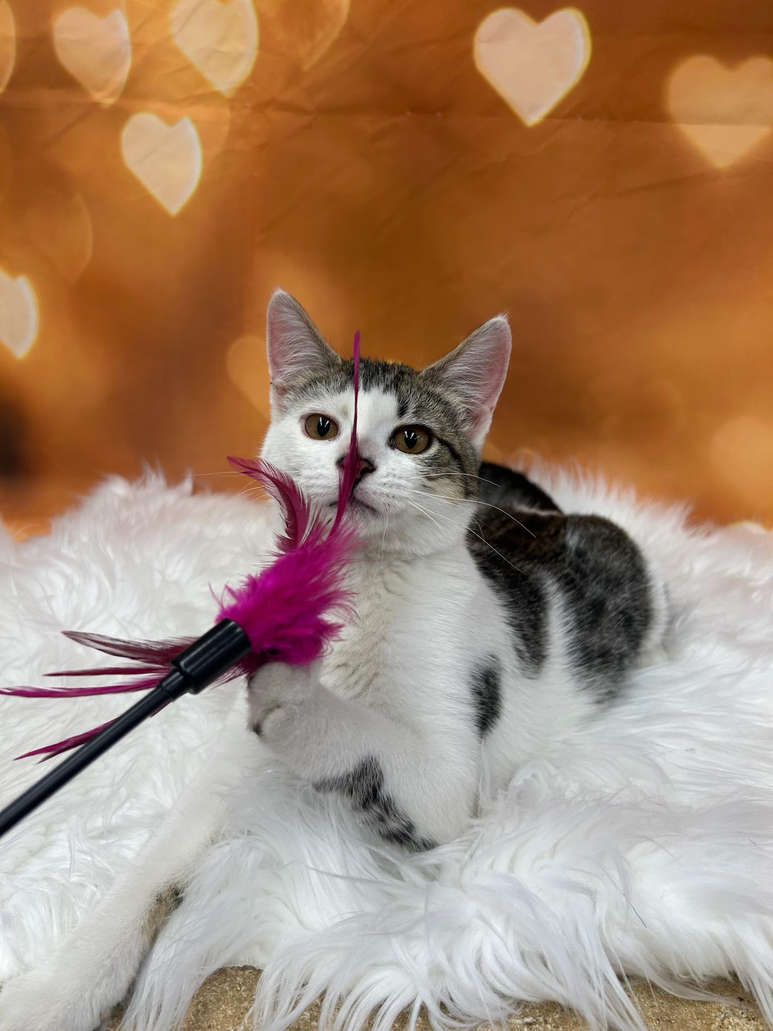 Carrie, an adoptable Domestic Short Hair in Union Gap, WA, 98903 | Photo Image 2