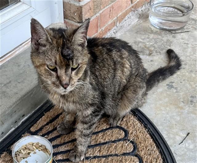 Enlarge QUEEN CHARLOTTE, a Adoptable Domestic Short Hair in Louisville, KY image 1/1