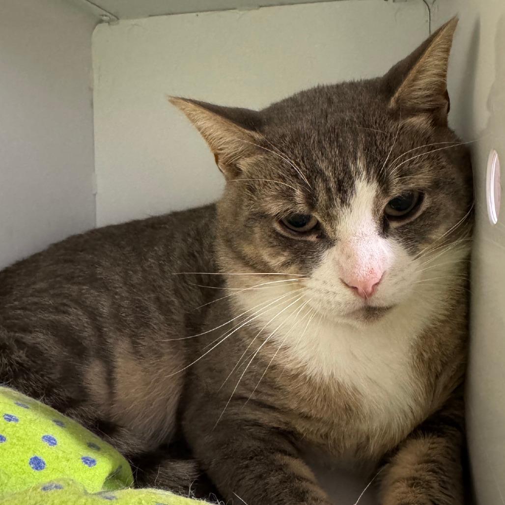 Enlarge Moon, a Adoptable Domestic Short Hair in Briarcliff Manor, NY image 2/2
