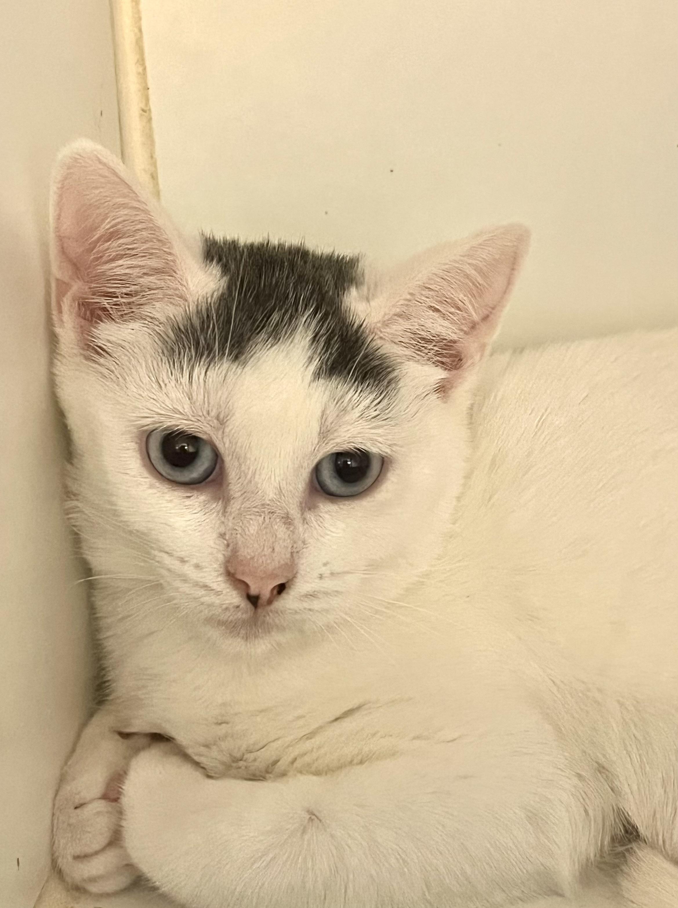 Enlarge Cranberry, an adoptable Domestic Short Hair in Southold, NY image 1/1