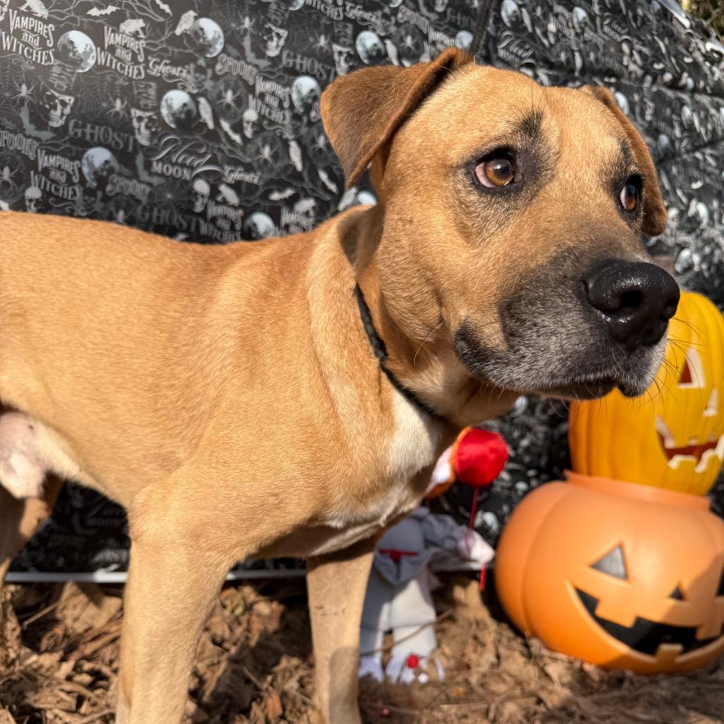 Ash, Adoptable, Adult Male Mixed Breed.